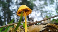 Conocybe