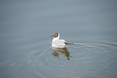 Chroicocephalus ridibundus