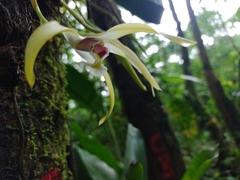Maxillaria luteoalba