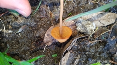 Conocybe