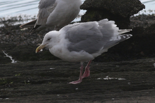 Gaviota de Bering (Larus glaucescens)