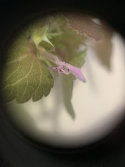 Lamium purpureum