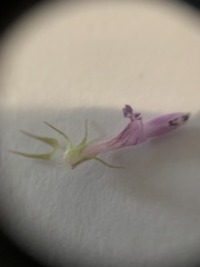 Lamium purpureum