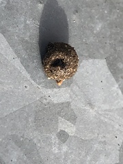 Apterona helicoidella