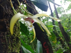 Maxillaria luteoalba