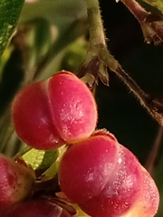 Davilla elliptica