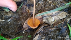 Conocybe