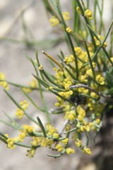 Ephedra procera
