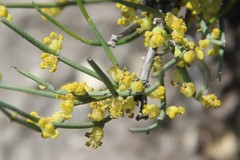 Ephedra procera