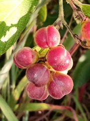Davilla elliptica