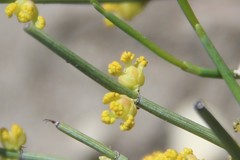 Ephedra procera
