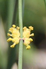 Ephedra procera