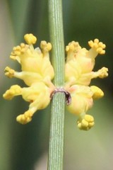 Ephedra procera