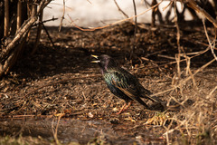 Sturnus vulgaris