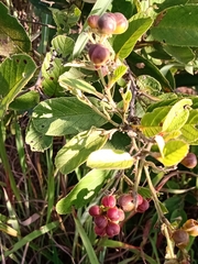Davilla elliptica