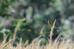 Sporophila cinnamomea