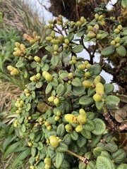 Metrosideros rugosa