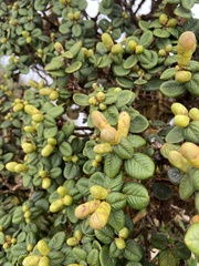 Metrosideros rugosa