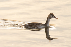 Podiceps cristatus