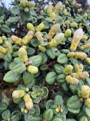 Metrosideros rugosa