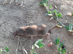 Crocidura suaveolens