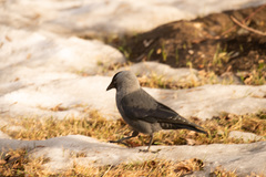 Corvus monedula