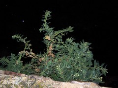 Hyoscyamus