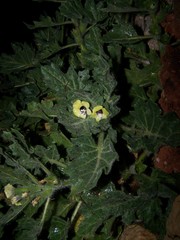 Hyoscyamus