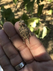 Phrynosoma coronatum