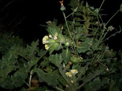 Hyoscyamus