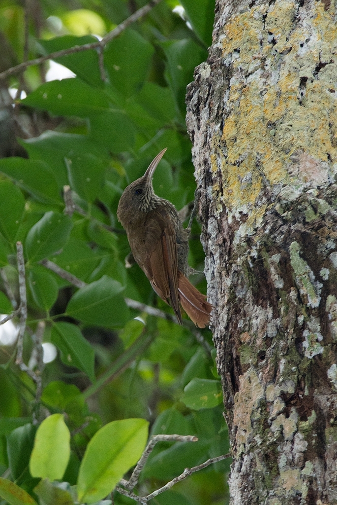 Dusky-capped Woodcreeper (Lepidocolaptes fuscicapillus) photo