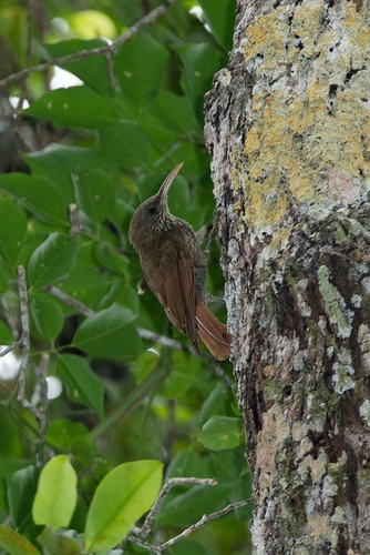 Dusky-capped Woodcreeper