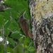 Dusky-capped Woodcreeper - Photo (c) Luciano Bernardes, some rights reserved (CC BY-NC), uploaded by Luciano Bernardes