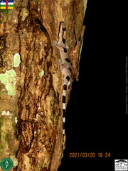 Hemidactylus coalescens