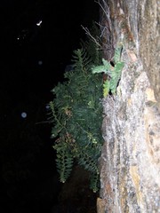 Hyoscyamus