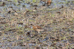 Turdus pilaris