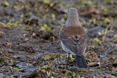 Turdus pilaris