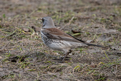 Turdus pilaris
