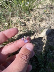 Astragalus nuttallianus