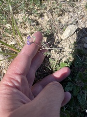 Astragalus nuttallianus