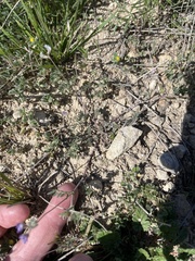 Astragalus nuttallianus