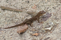 Gymnodactylus darwinii