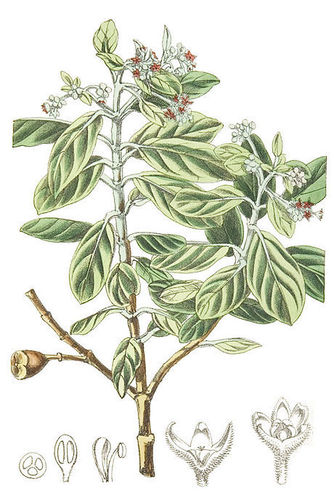 Saint Helena Olive (Nesiota elliptica)