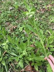 Erigeron philadelphicus