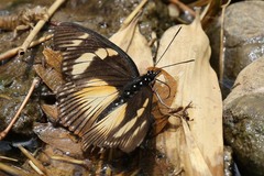 Pseudacraea lucretia expansa