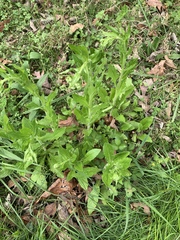Erigeron philadelphicus