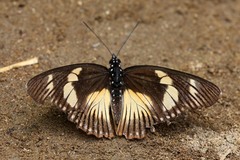 Pseudacraea lucretia expansa