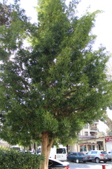 Podocarpus macrophyllus