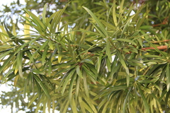 Podocarpus macrophyllus