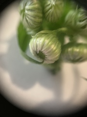 Erigeron philadelphicus